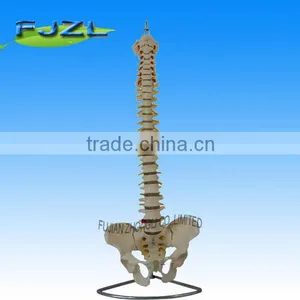 Life-Size Vertebral Column With Pelvis/Flexible Vertebral Column,Flexible Vertebral Column With Removable Sacral Crest thumbnail-1