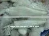 Frozen Whole Squid thumbnail-1