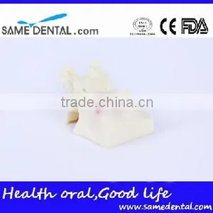 Sinus Lift Practice Model Dental Eduction Assitant No. DEA-23 thumbnail-3