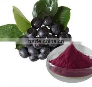 Aronia Melanocarpa Extract 10:1 thumbnail-1