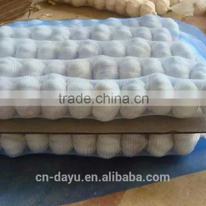 Red White Garlic Supplier 2016 thumbnail-6