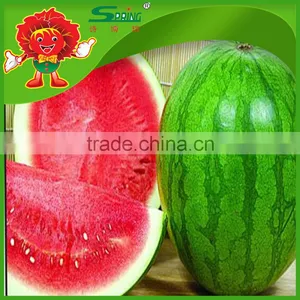 Melon thumbnail-1