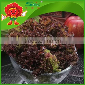 Lettuce Shredder Best Quality Lettuce on Sale Red Leaf Lettuce thumbnail-3