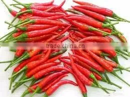 Vietnam Fresh Chili Very Hot Competitive Price thumbnail-1