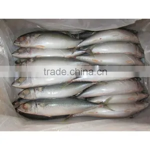 High Quality Pacific Mackerel With Lower Price for Sale thumbnail-1