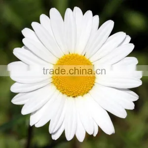 Camomile Flower thumbnail-1