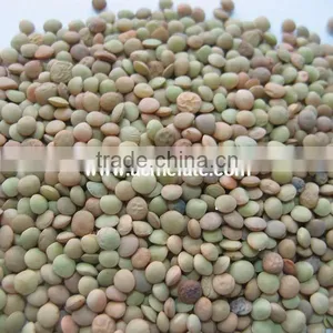 Hot Products Grade A Sunflower Seeds thumbnail-4