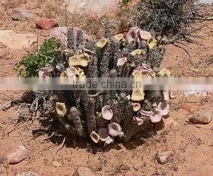 Hoodia Gordonii 1 thumbnail-1