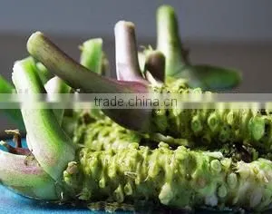 Factory Directly Sale Spicy Horseradish Powder thumbnail-4