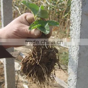 Chitosan for Agriculture Plant Soil Regulator and Root Promotor thumbnail-4