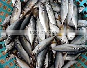 Horse Mackerel thumbnail-2
