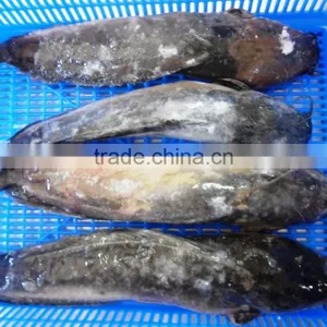 Cat Fish thumbnail-1