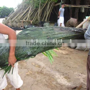 Trachycarpus Fortunei Windmill Palms Leaves Packing thumbnail-1