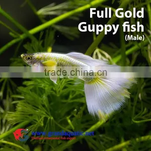 Guppy Fish Farm for Sale/ Aquarium Fish thumbnail-1