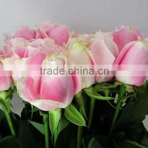 Top Quality Hot Selling Malia Roses Rose Plants and Jungle Roses thumbnail-4