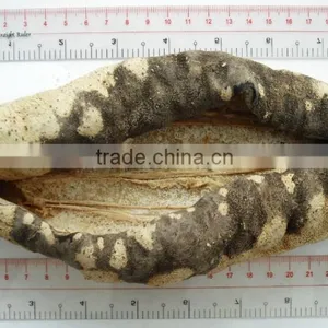 Dried Sea Cucumber ( Black/Yellow Sand Fish ) thumbnail-4