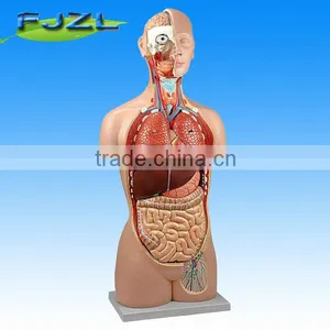 Human Anatomy Torso 17 Parts Sexless Open Back Model thumbnail-1