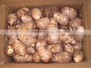 New Crop Taro With High Quality thumbnail-1