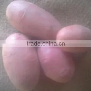 Red Potato thumbnail-1