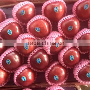 Chinese Huaniu Apple Exporting thumbnail-6
