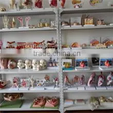 Suzhou Medical Teaching Model Co., Ltd. company overview - view 3 thumbnail