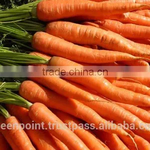 Carrot thumbnail-5