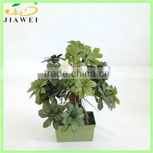 Artificial Bonsai Pittosporum Plants thumbnail-1