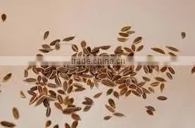 High Quality Dill Seeds thumbnail-2