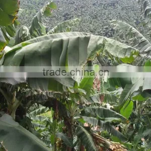 HKVIMEX'S Fresh Banana thumbnail-1