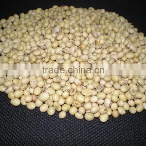 Soy Bean thumbnail-1