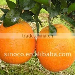 Fresh Navel Orange Fruit thumbnail-1