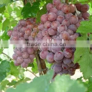 Fresh Style and Grapefruit Type Fresh Fruit From China thumbnail-2