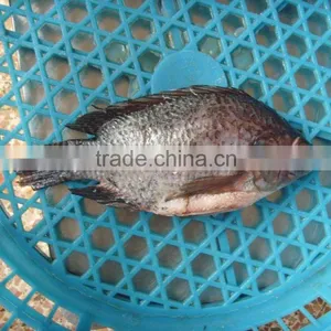FROZEN Gutted Black TILAPIA WHOLE ROUND 500-800G thumbnail-1
