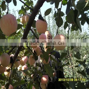 High Quality Fresh Apple thumbnail-1