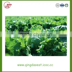 Shandong Hot Sale Fresh Cabbage thumbnail-6