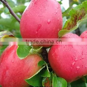 New Fresh Red Huaniu Apple Red Delicious Apple Exporter in China thumbnail-4