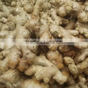 Fresh Ginger thumbnail-1