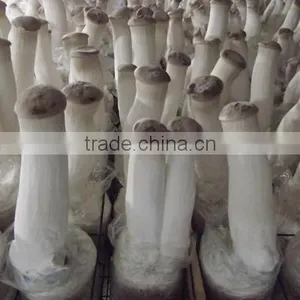Oyster Mushroom Spawn/mushroom Logs thumbnail-3