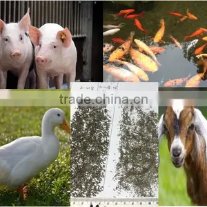 Cattle,Horse,Chicken,Dog,Pig,Fish Use Seaweed Powder Type Feed Grade Kelp Meal thumbnail-1