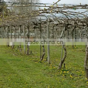 Vine Net/Vine Support Net/Plant Support Net/Vegetable Climbing Net thumbnail-1