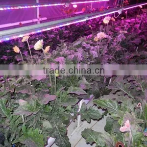 Wholesale Price Led Light for Orchids Optimum Light for Grow Plants 20w T8 4ft With Daisy-Chain thumbnail-2