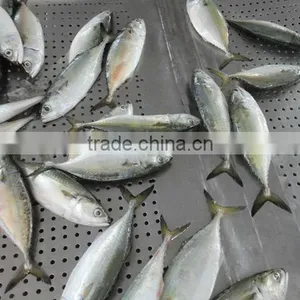 Frozen Indian Mackerel thumbnail-1