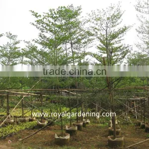 Terminalia Mantaly thumbnail-1
