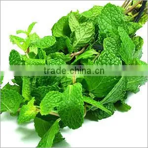 Mentha Oil thumbnail-3