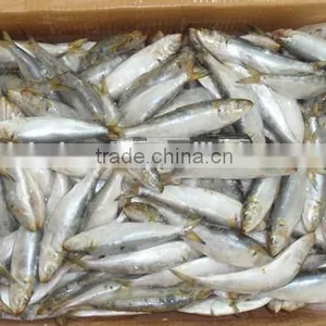 Frozen Sardine Export With HACCP 200 - 250 Pcs / 10 kg thumbnail-1