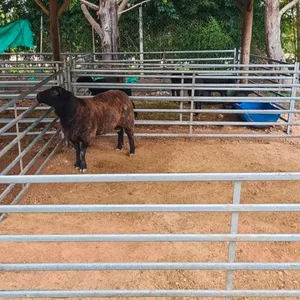 Wholesale Heavy Duty Galvanized Livestock Cattle Panel Corral Panels thumbnail-1