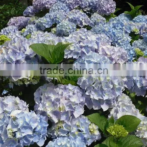 Good Quality New Arrival Fresh Cut Flower Hydrangea Bouquet thumbnail-1