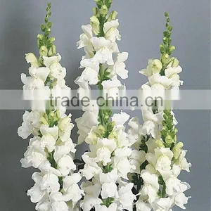 Fashionable Top Sell White Snapdragon Flower thumbnail-5