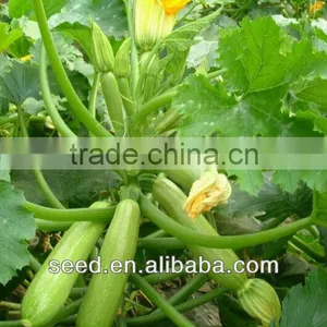 Jade 1 Chinese Smooth and Straight Cylinder Squash Seeds thumbnail-1