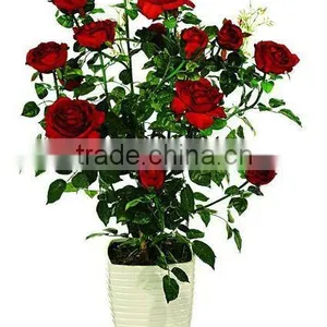 Wholesale Imitation Flowers thumbnail-1